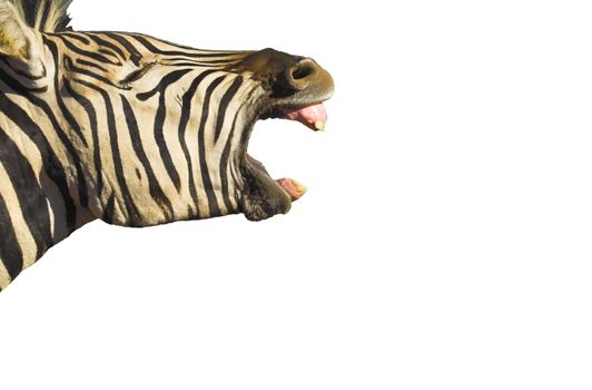 Zebra yawning with its mouth wide open, isolated on white. Good shot for dental projects