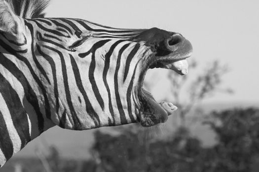 Zebra yawning with its mouth wide open. Good shot for dental projects