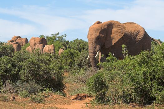 Elephant Herd