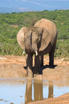African Elephant using its trunk to splash muddy water over its skin
