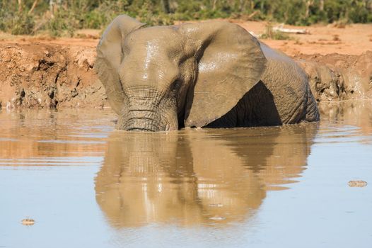 Muddy African Elephant having a bath with reflection in the water