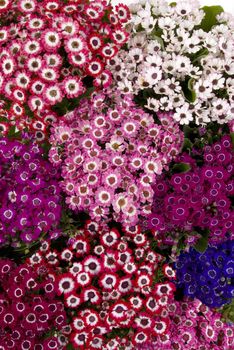 Various colors of fresh spring flowers