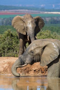 Two African Elephant playing at the waterhole