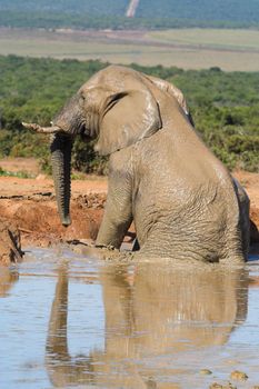 African Elephant getting out of the water after it had a bath