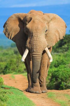 Male African Elephant portrait