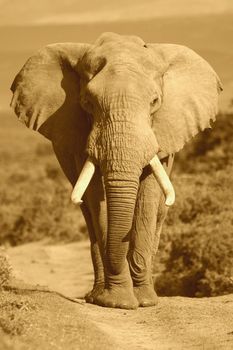 Male African Elephant portrait in Sepia