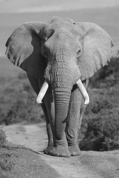 Male African Elephant portrait