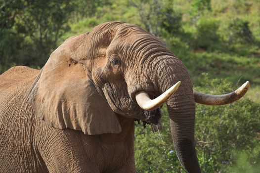 African Bull Elephant drinking water close up