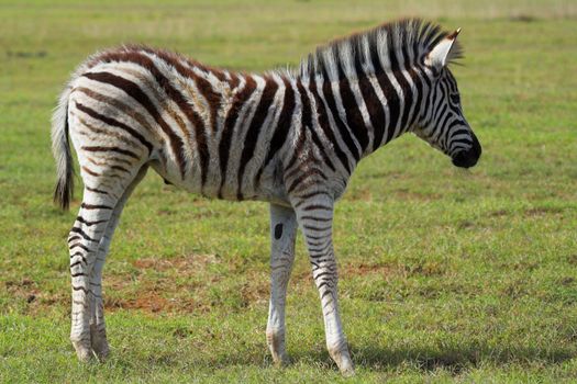 Zebra fawn on the grass plains of Africa