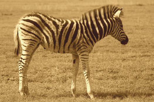 Zebra fawn on the grass plains of Africa