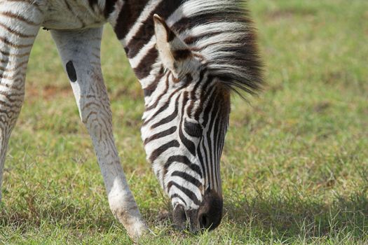 Burchell Zebra feeding on the african grass plains
