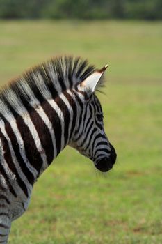 Close up of a Zebra