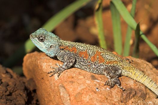 Close up shot of a colorful lizard