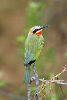 White-Fronted Bee-Eater sitting on a branch searching for insects