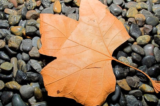 Brown aged and dry leaf on black pebbles. Macro Shot