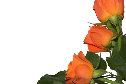 Orange Roses Isolated on white background. Roses for special occasions