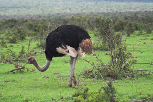 Ostrich