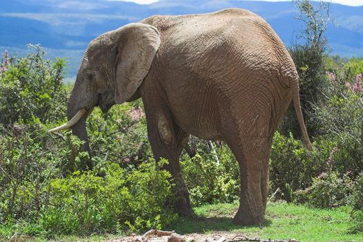 Elephant Feeding