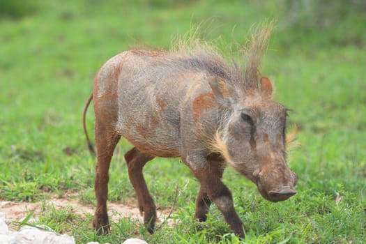 Hairy Warthog