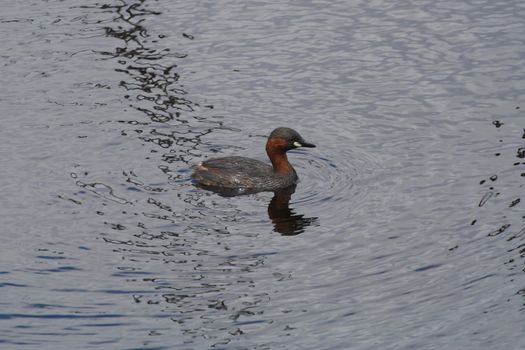 Duckling