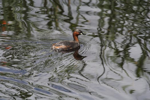 Duckling Reflection