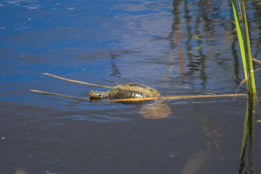 Turtle Pair