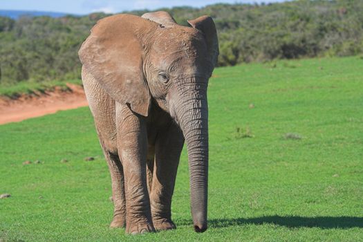 Female Elephant