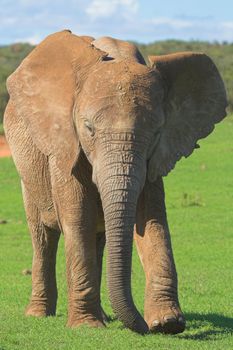 Female Elephant