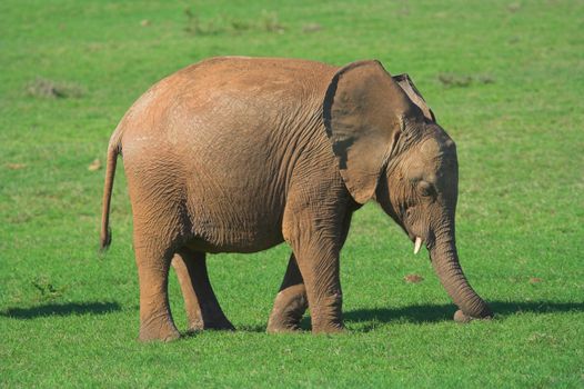 Baby Elephant