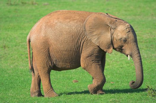 Baby Elephant