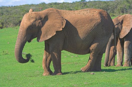 Feeding Elephant