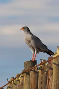 Alert Pale Chanting Goshawk scanning for prey in the early morning