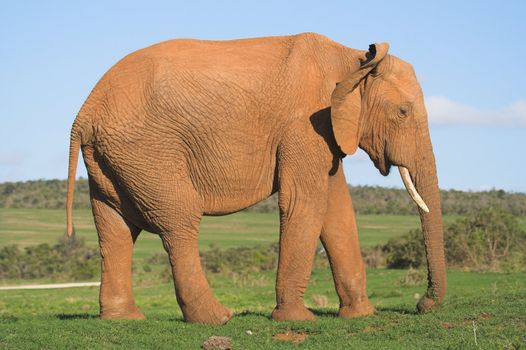 African Elephant