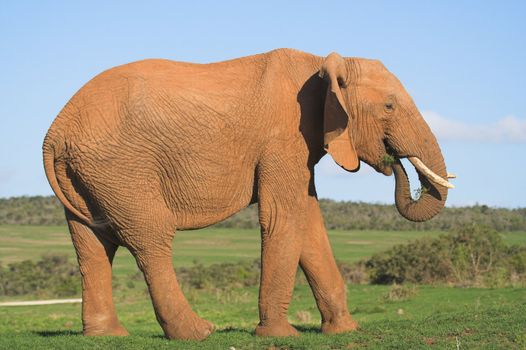 African Elephant