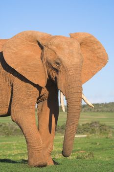 African Elephant