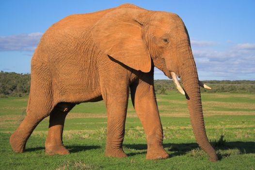 African Elephant