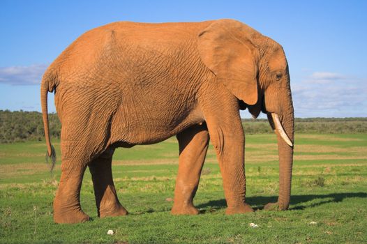 African Elephant