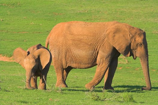 Mother and Baby Elephant