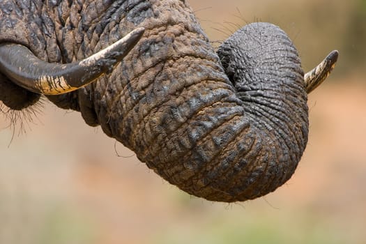 Muddy elephant trunk curled over its tusk