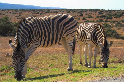 Zebra Feeding