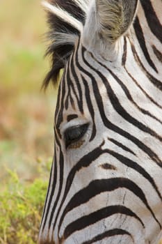 Close up of the forehead of a Zebra