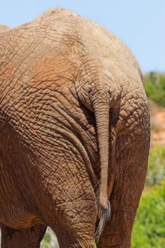 Close up of an Elephant Rear End