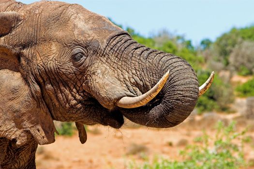 Close up of an elephant drinking water