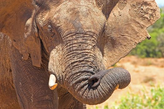 African Elephant playing with its flexible trunk