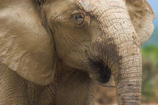 Close up of a hairy, muddy elephant