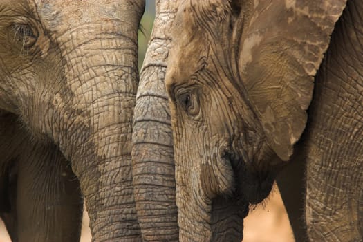 Three elephants with their trunks together drinking water