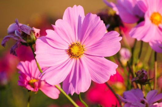 Beautiful flowers cosmos. Can be used as a background.