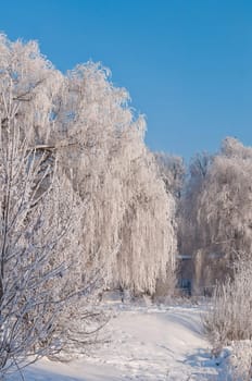 Woods in the snow. Cold winter day in Siberia. Trees in the snow.