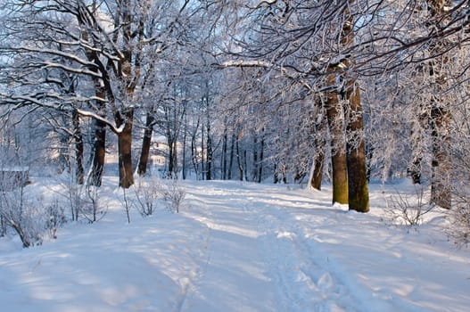 Woods in the snow. Cold winter day in Siberia. Trees in the snow.