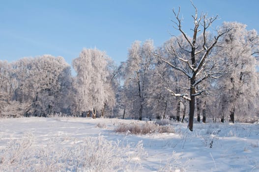 Woods in the snow. Cold winter day in Siberia. Trees in the snow.
